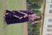 Picture of Good Looking Georgette Purple Readymade Gown