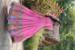 Picture of Splendid Cotton Hot Pink Readymade Gown